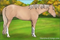 Horse Color:Gold Champagne