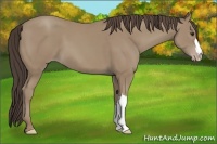 Horse Color:Classic Champagne 