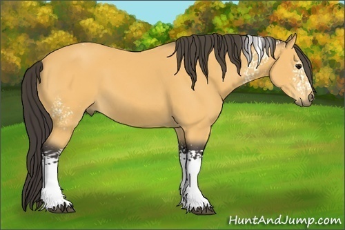 Horse Color: White Spotted Buckskin 