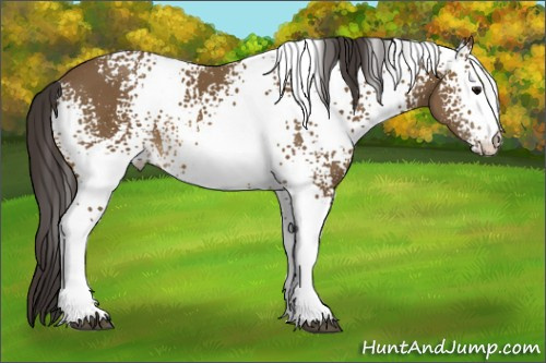 Horse Color: White Spotted Buckskin 