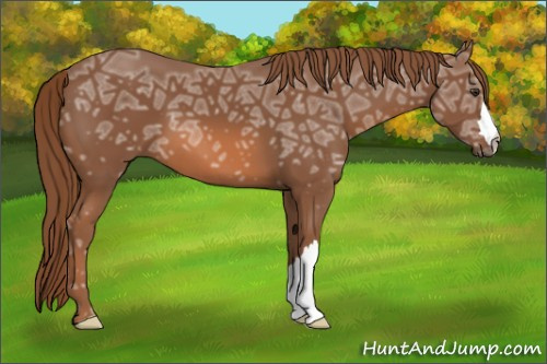 Horse Color: Liver Chestnut Ice 
