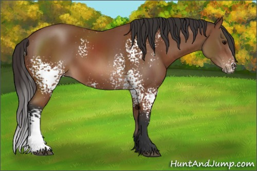 Horse Color: White Spotted Bay 