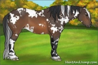 Horse Color:White Spotted Brown 