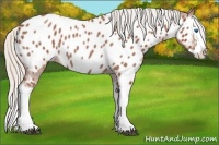 Horse Color:Silver Bay Roan Splash Near Leopard 