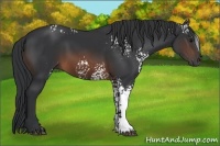 Horse Color:White Spotted Brown 