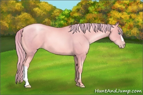 Horse Color: Watercolor Gold Champagne Pearl 