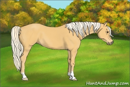 Horse Color:Palomino