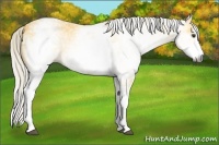 Horse Color:Gray White Spotted Silver Buckskin