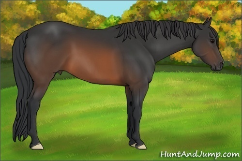 Horse Color:Brown 