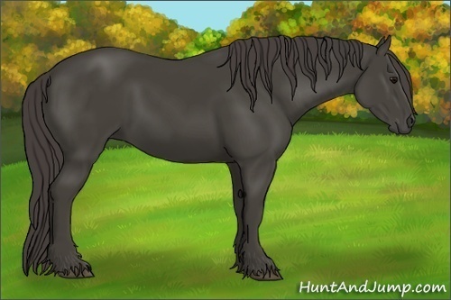 Horse Color:Smoky Black 
