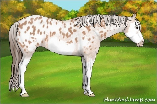 Horse Color:Bay Roan Splash Frame Appaloosa 