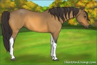 Horse Color:Buckskin Roan Tobiano 