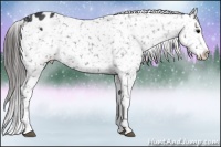 Horse Color:Black Appaloosa 