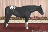 Horse Color:Black Appaloosa 