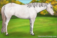 Horse Color:Chestnut Appaloosa