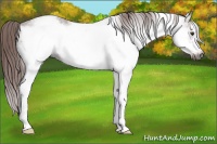 Horse Color:Gray White Spotted Chestnut Frame Appaloosa 