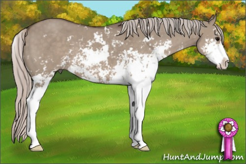 Horse Color: Silver Grullo Sabino 