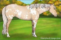 Horse Color:White Spotted Silver Bay Pearl Dun 