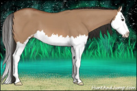 Horse Color:Bay Dun Sabino Splash 