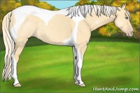 Horse Color:Gold Cream Champagne Dun Tobiano 