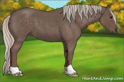 Horse Color:Unknown 