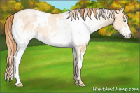 Horse Color:White Spotted Buckskin Pearl Dun 