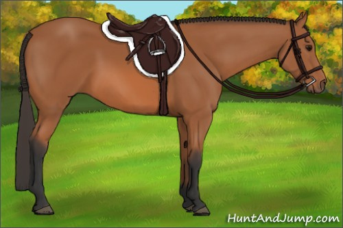 Horse Color:Unknown 