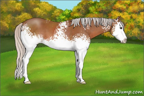 Horse Color: White Spotted Silver Bay Splash 
