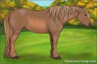 Horse Color:Liver Chestnut 