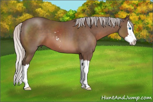 Horse Color: Silver Black Sabino Splash 