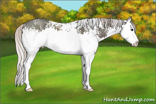 Horse Color: White Spotted Silver Black Sabino Splash 