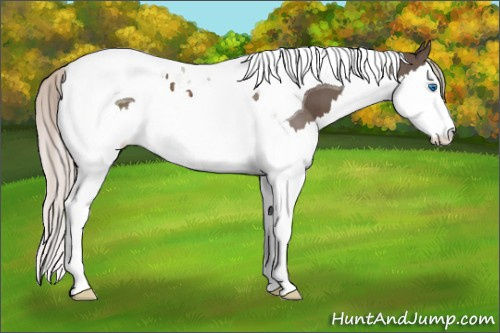 Horse Color: Silver Black Sabino Splash Tobiano 