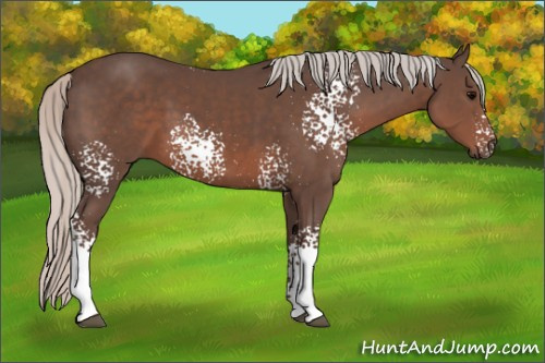 Horse Color: White Spotted Silver Black Sabino 