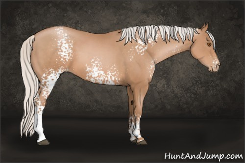 Horse Color: White Spotted Silver Black Pearl Sabino 