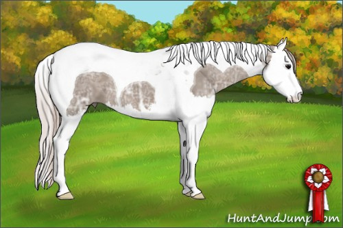 Horse Color: Silver Grullo Ice Sabino Splash Tobiano 