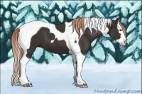 Horse Color:Liver Chestnut Splash Tobiano 