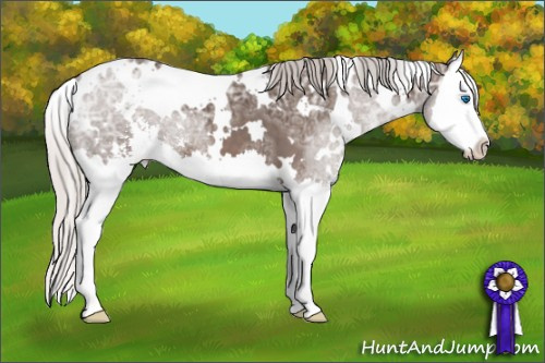 Horse Color: White Spotted Silver Black Ice Sabino Splash 