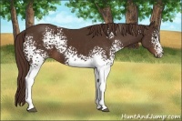 Horse Color:White Spotted Liver Chestnut Sabino 