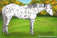 Horse Color:Grullo Near Leopard