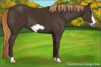 Horse Color:Liver Chestnut Frame 