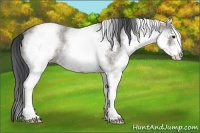 Horse Color:White Spotted Grullo Roan Rabicano 
