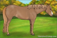 Horse Color:Red Roan 