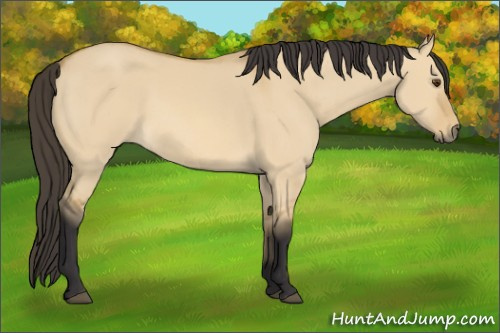 Horse Color: Buckskin Dun 