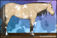 Horse Color:White Spotted Buckskin Dun Sabino 
