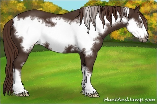 Horse Color:Liver Chestnut Frame 