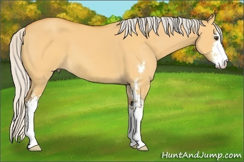 Horse Color: Silver Buckskin Dun Sabino 
