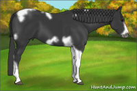 Horse Color:Black Tobiano Frame 