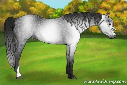 Horse Color:Gray Black Rabicano 