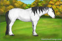 Horse Color:White Spotted Black 