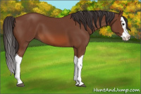 Horse Color:Bay Splash 